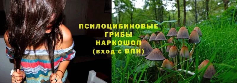 наркошоп  Новомосковск  Галлюциногенные грибы MAGIC MUSHROOMS 